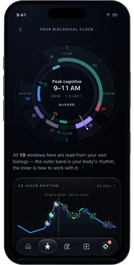 Illustrative NUVARD biological clock: a 24-hour dial with an outer band for the body's rhythm and an inner band for how to work with it, and the current window named at the centre.